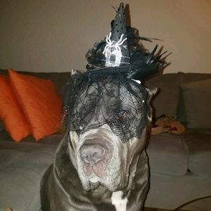 Meet your Posher, Dani